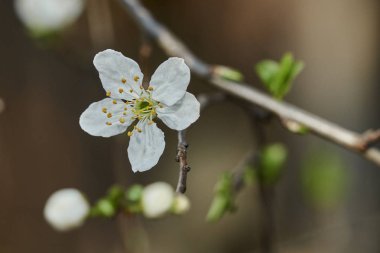 İlkbaharda açan ağaç