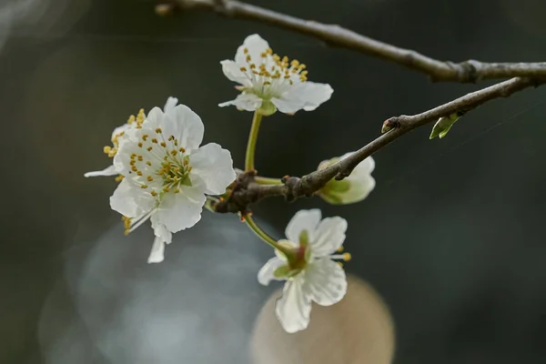 Blooming Tree Spring — Stock Photo, Image