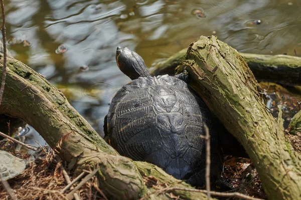 Милі Черепахи Відпочивають Сонці Ставку — стокове фото