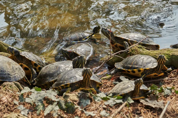 Schattig Schildpadden Rusten Bij Zon Vijver — Stockfoto