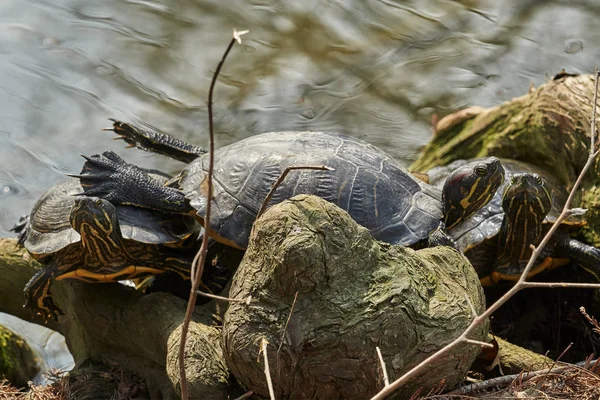 Schattig Schildpadden Rusten Bij Zon Vijver — Stockfoto