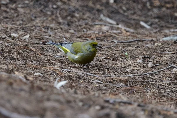 Greenfinch Chloris Bird Park — Stok Foto