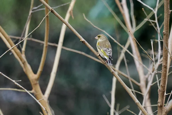 Zvonek Zelený Chloris Ptáček Stromě — Stock fotografie