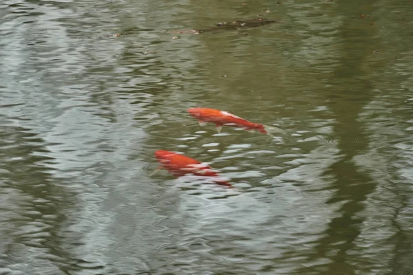 Czerwony Ryby Pływać Jeziorze — Zdjęcie stockowe