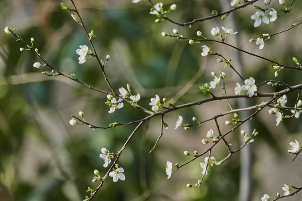 Árvore Florescente Primavera — Fotografia de Stock