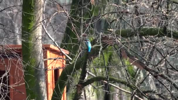 Kingfisher en el árbol — Vídeo de stock