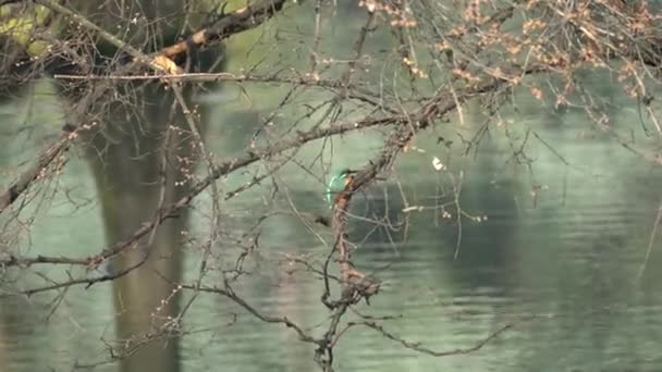 Kingfisher på träd — Stockvideo