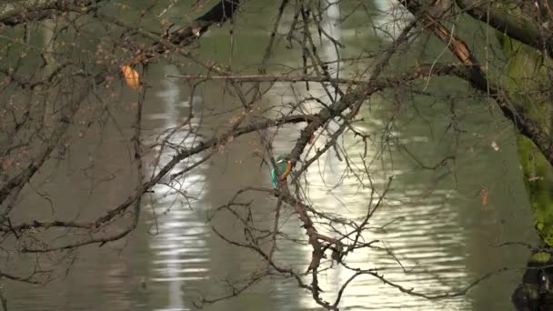 Kingfisher op boom — Stockvideo