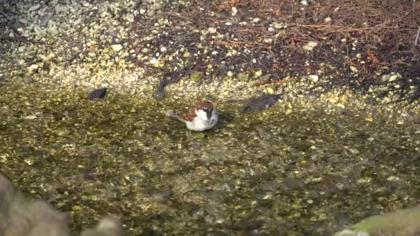 Sparrow tvätt i strömmen — Stockvideo