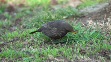 Turdus Merula ortak karatavuk