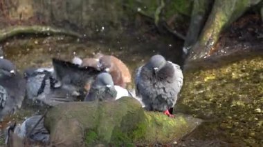 Güvercin banyo stream alır.