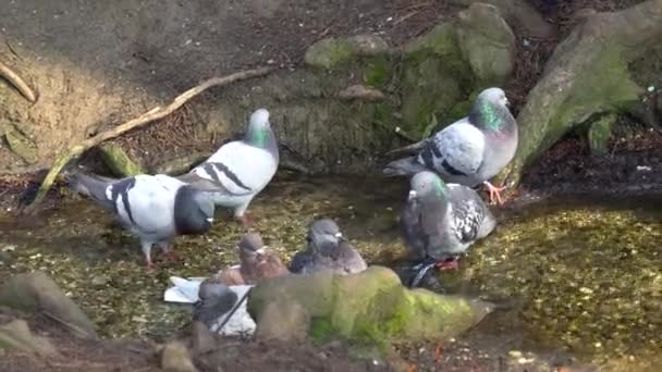 Pombo toma um banho no riacho — Vídeo de Stock