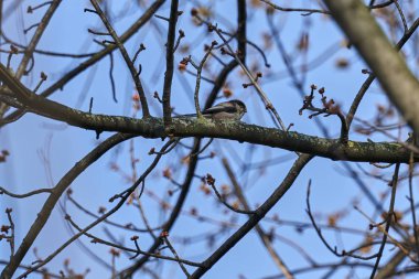 Uzun kuyruklu baştankara kuş