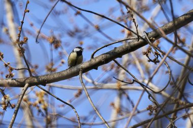 büyük baştankara kuş ağaç üzerinde