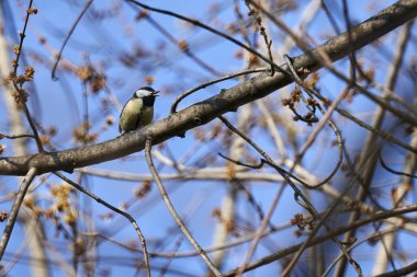 büyük baştankara kuş ağaç üzerinde