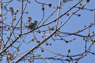 ağaç üzerinde ötleğen kuşu