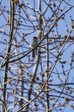 ağaç üzerinde ötleğen kuşu