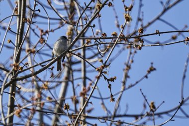ağaç üzerinde ötleğen kuşu