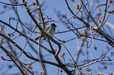 ağaç üzerinde ötleğen kuşu
