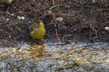 greenfinch chloris kuş Parkı