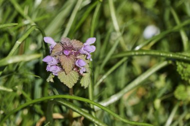 Çayırda kır çiçeği