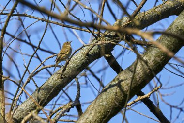 Phylloscopus collybita kuş ağaç üzerinde