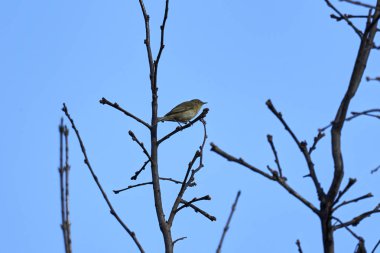 Phylloscopus collybita kuş ağaç üzerinde