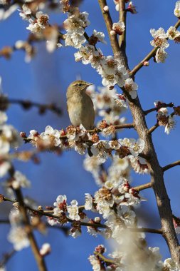 Phylloscopus collybita kuş ağaç üzerinde