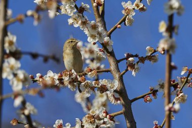 Phylloscopus collybita kuş ağaç üzerinde 