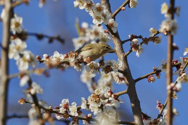 Phylloscopus collybita kuş ağaç üzerinde