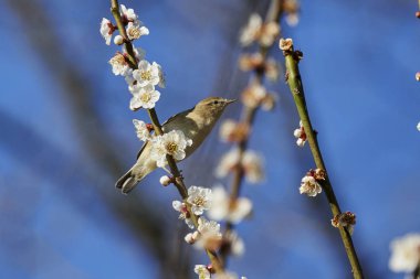 Phylloscopus collybita kuş ağaç üzerinde