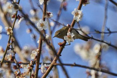 Phylloscopus collybita kuş ağaç üzerinde