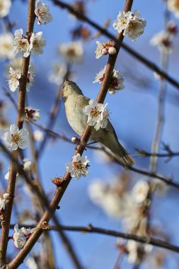 Phylloscopus collybita kuş ağaç üzerinde