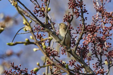Phylloscopus collybita kuş ağaç üzerinde