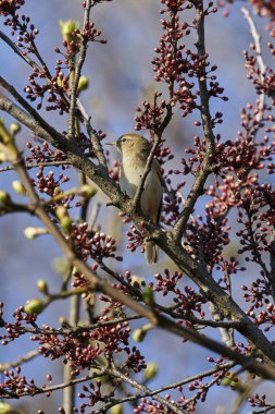 Phylloscopus collybita kuş