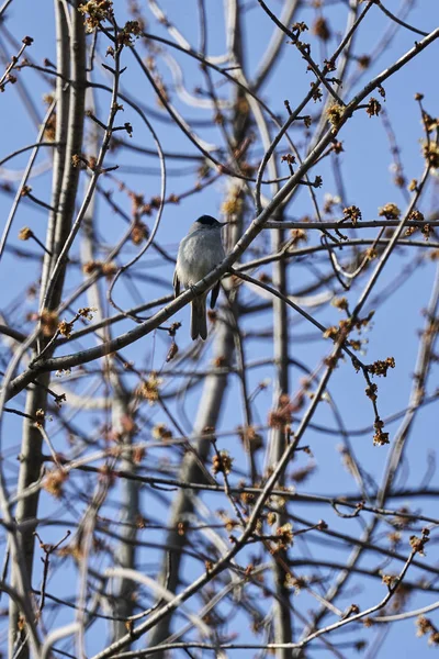 ağaç üzerinde ötleğen kuşu