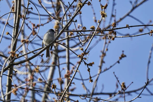 Amselvogel Auf Baum — Stockfoto