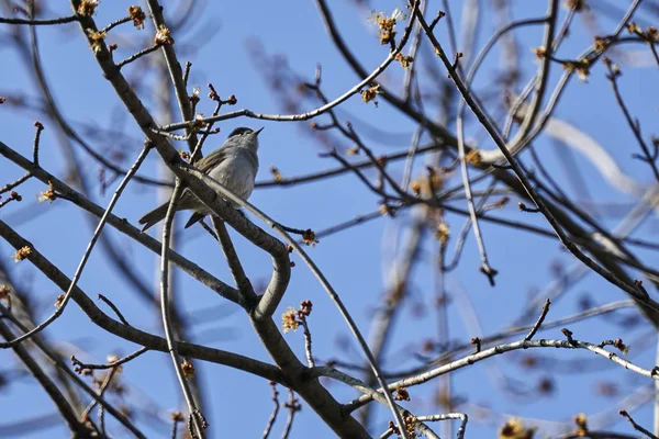 ağaç üzerinde ötleğen kuşu