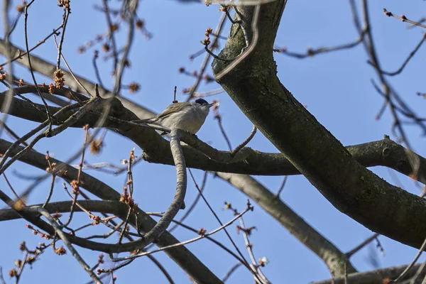 şirin ötleğen kuşu ağaç üzerinde