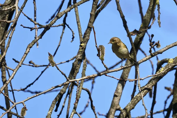 Phylloscopus Collybita Vogel Auf Baum — Stockfoto