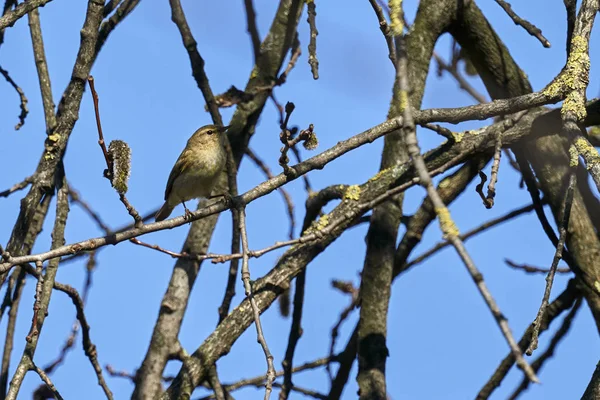 Phylloscopus Collybita Pássaro Parque — Fotografia de Stock