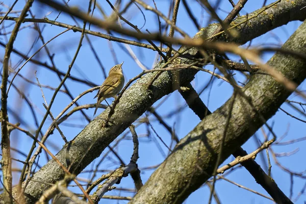 Phylloscopus collybita kuş ağaç üzerinde