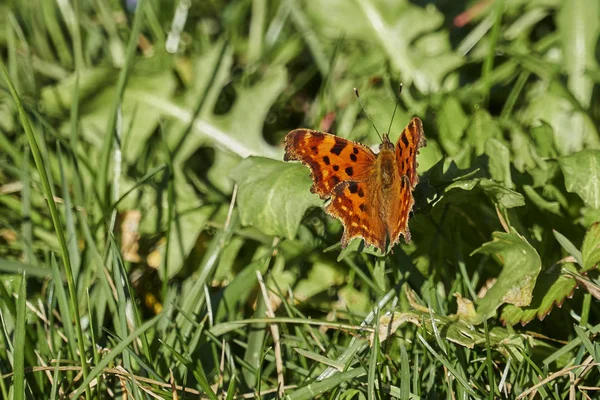 çayır üzerinde şirin kelebek