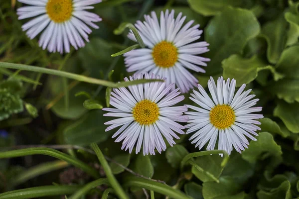 Daisy Meadow — Stock Photo, Image