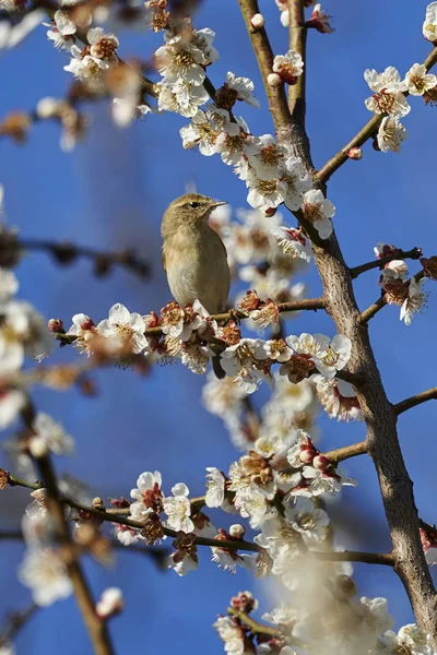 Phylloscopus collybita kuş ağaç üzerinde