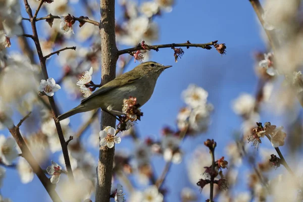 Phylloscopus collybita kuş