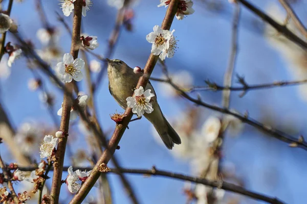 Phylloscopus collybita kuş ağaç üzerinde