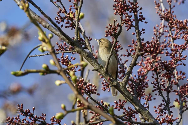 Phylloscopus collybita kuş ağaç üzerinde