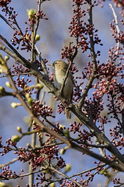 Phylloscopus collybita kuş