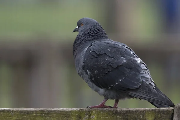 Pigeon Resting Park — Stock Photo, Image